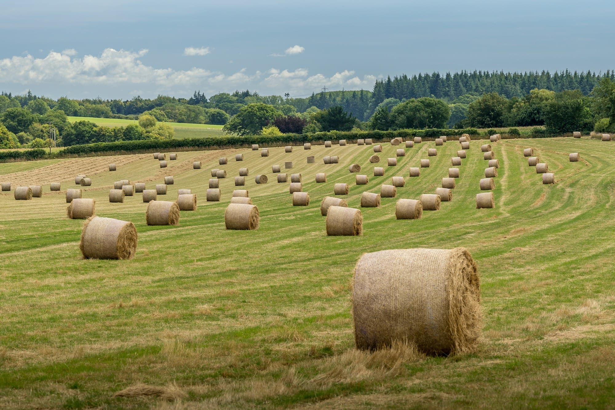 Golden rolled hay bales across a green field